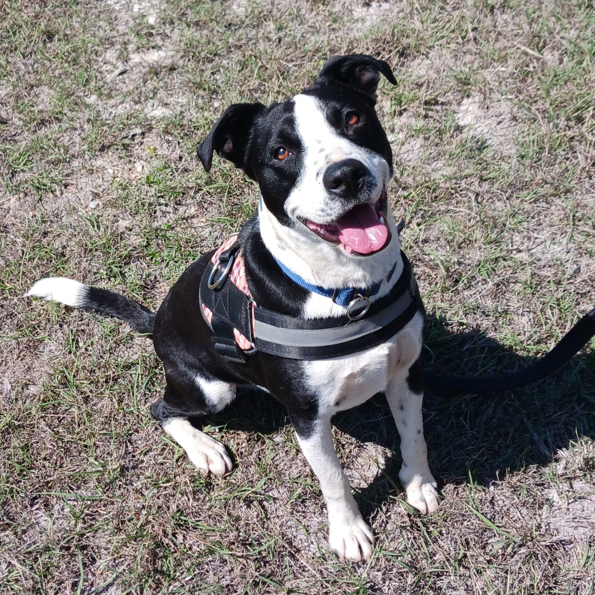 Enlarge Rico, a Adoptable mixed breed in Marble Falls, TX image 2/2