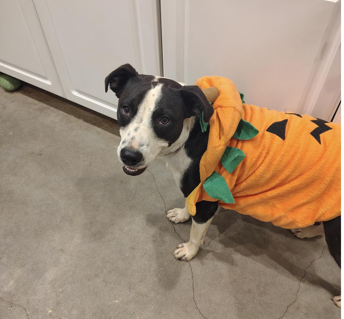 Rico, Adoptable, Young Male Terrier & Australian Cattle Dog / Blue Heeler.