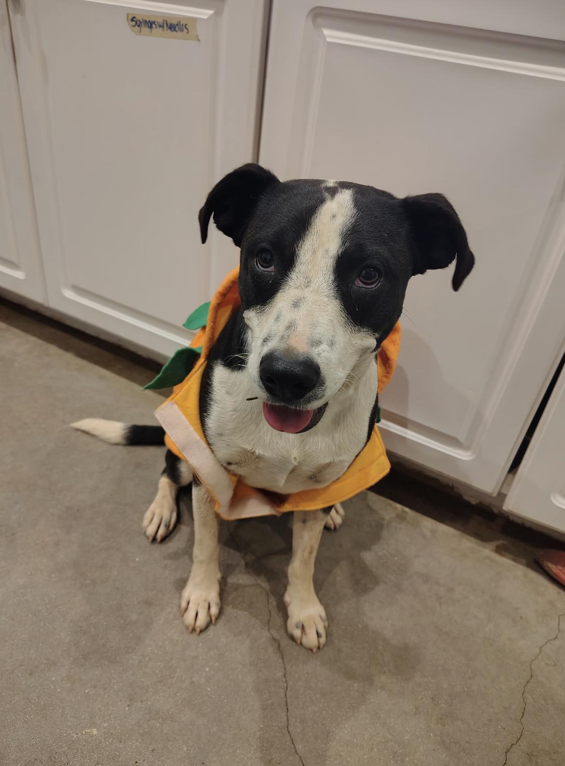 Enlarge Rico, a Adoptable mixed breed in Marble Falls, TX image 2/4