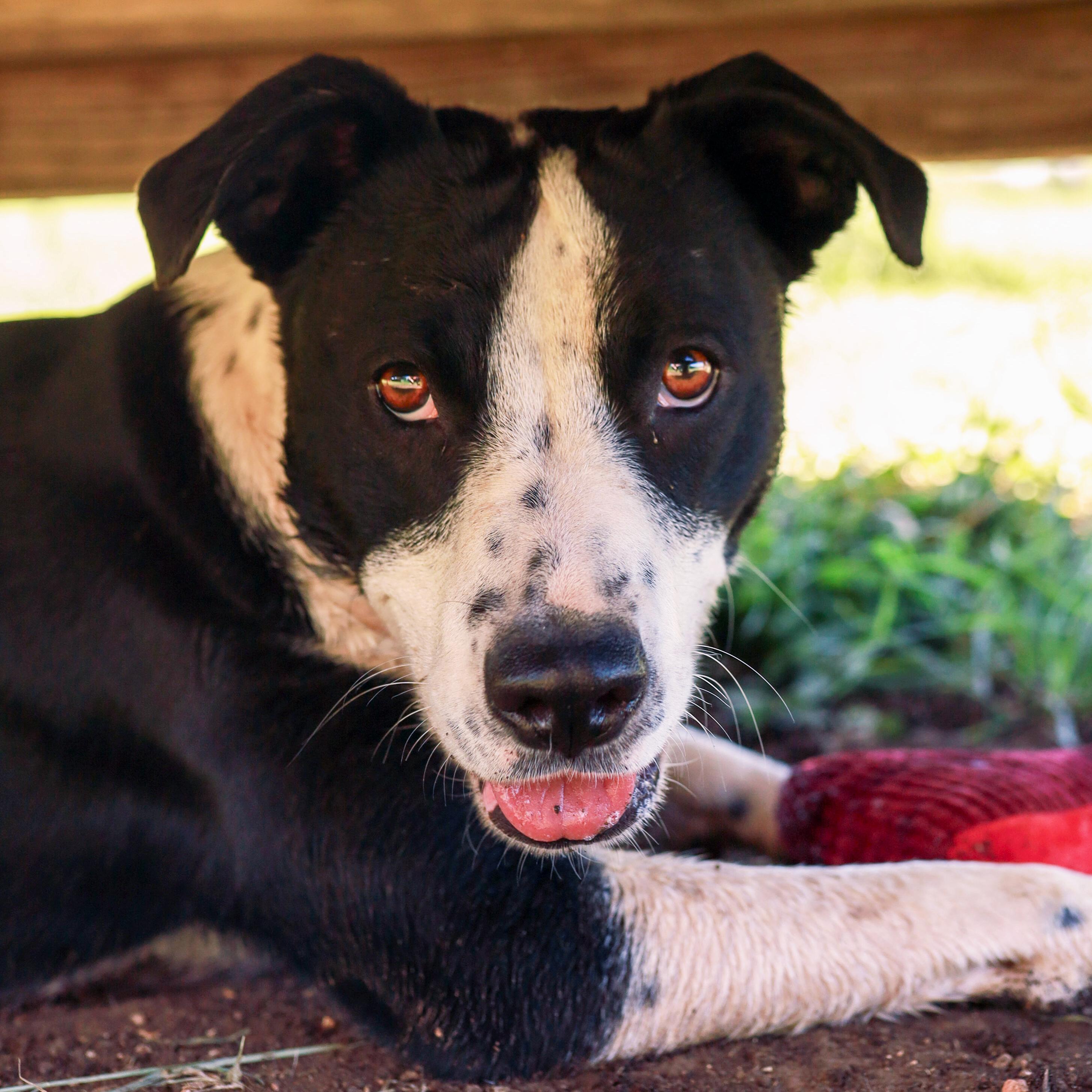 Rico, Adoptable, Young Male Terrier & Australian Cattle Dog / Blue Heeler.