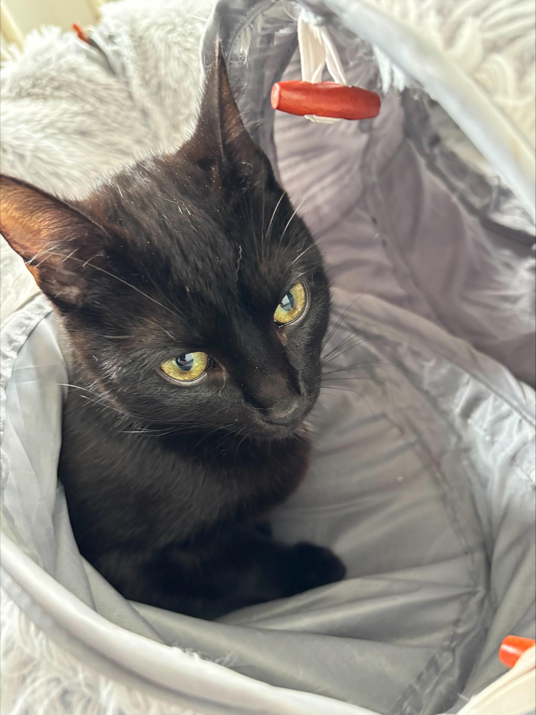 Enlarge Sally-Anne, an adopted Domestic Short Hair in Waldport, OR image 2/3