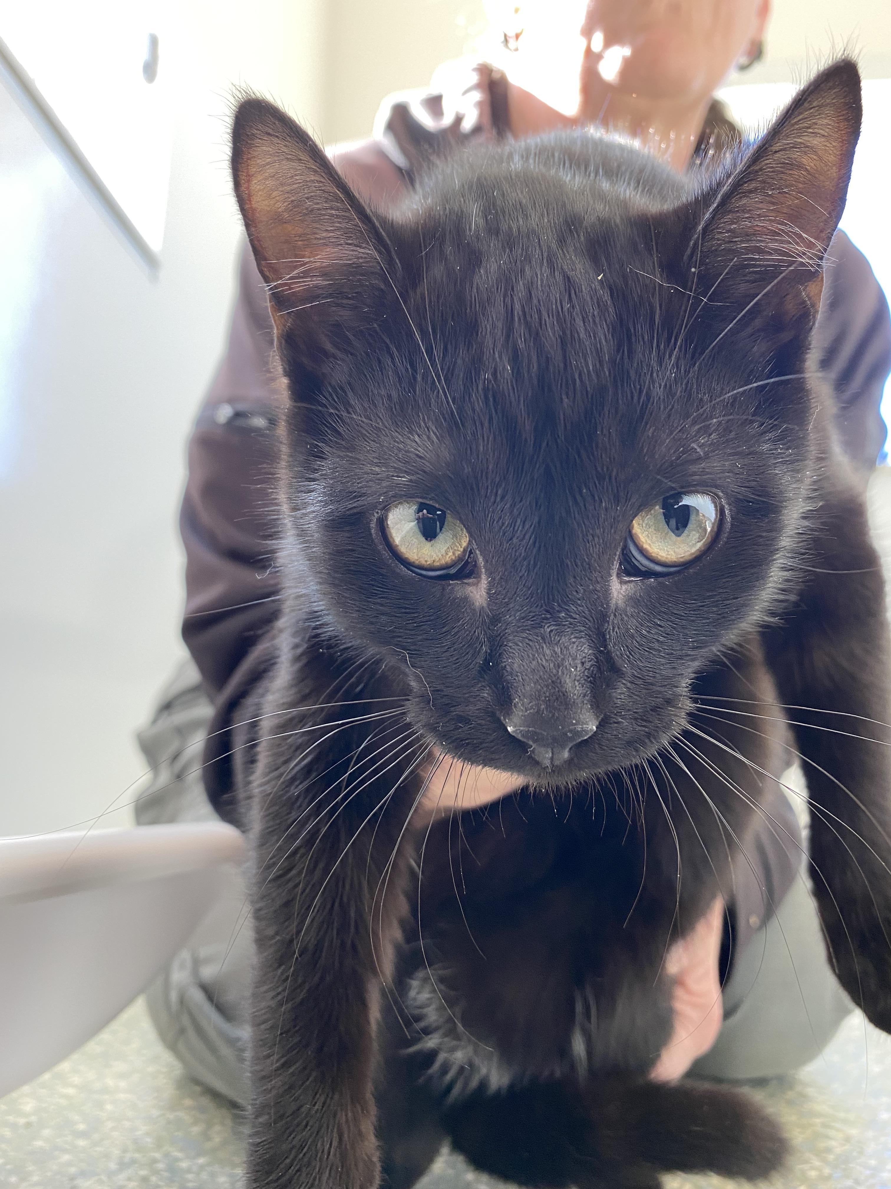 Enlarge Sally-Anne, an adopted Domestic Short Hair in Waldport, OR image 3/3