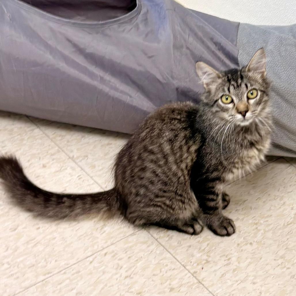Enlarge Sardine, a Adoptable Domestic Medium Hair in Enid, OK image 1/1
