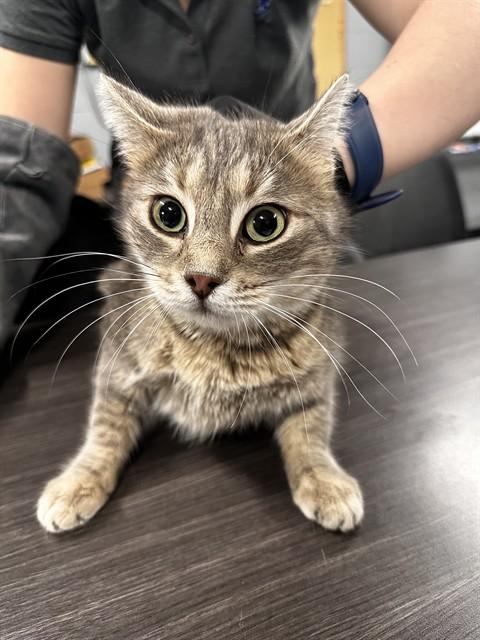 Enlarge CASEY, a Adoptable Domestic Medium Hair in Casper, WY image 1/1