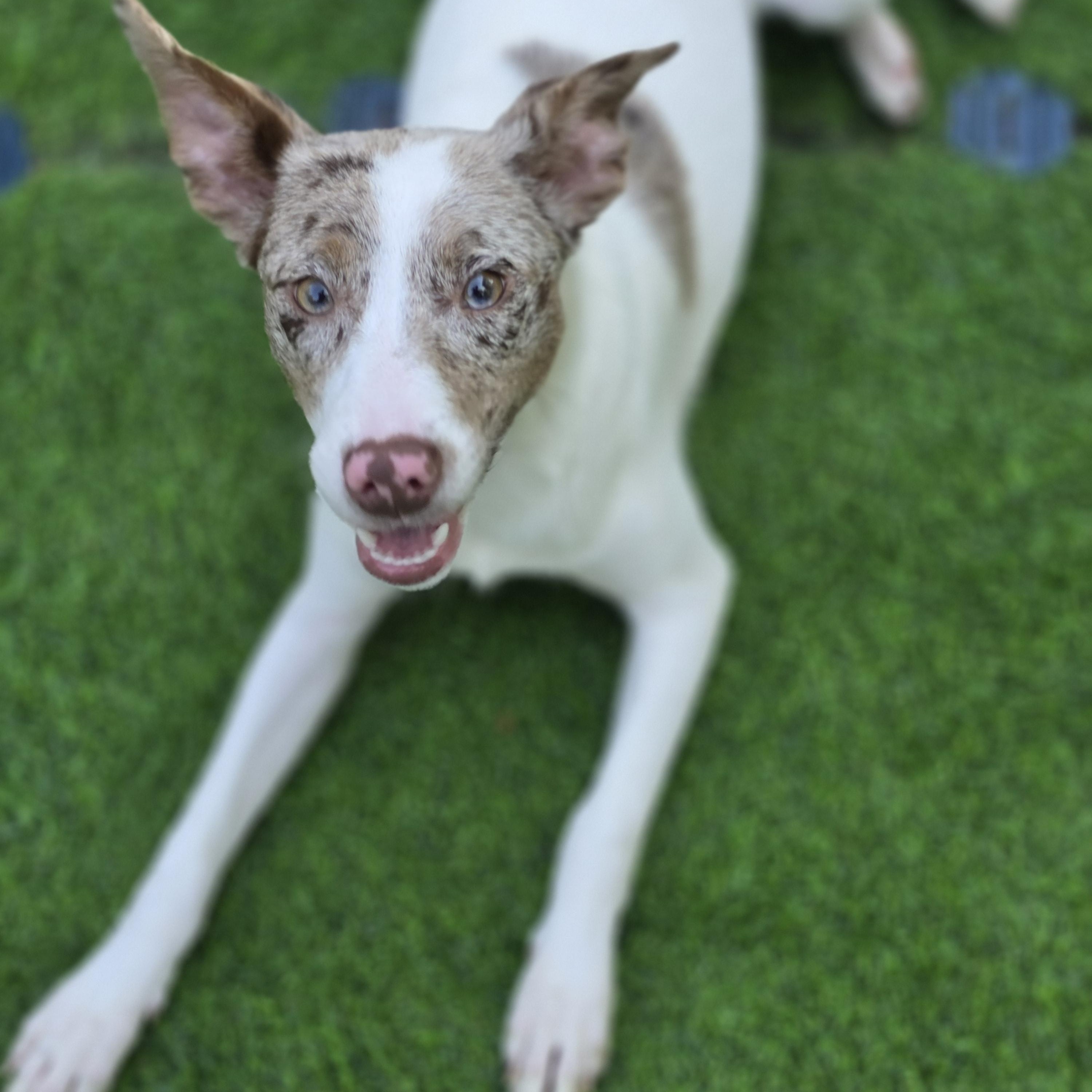 Enlarge Zina, a Adoptable mixed breed in Blairstown, NJ image 4/6
