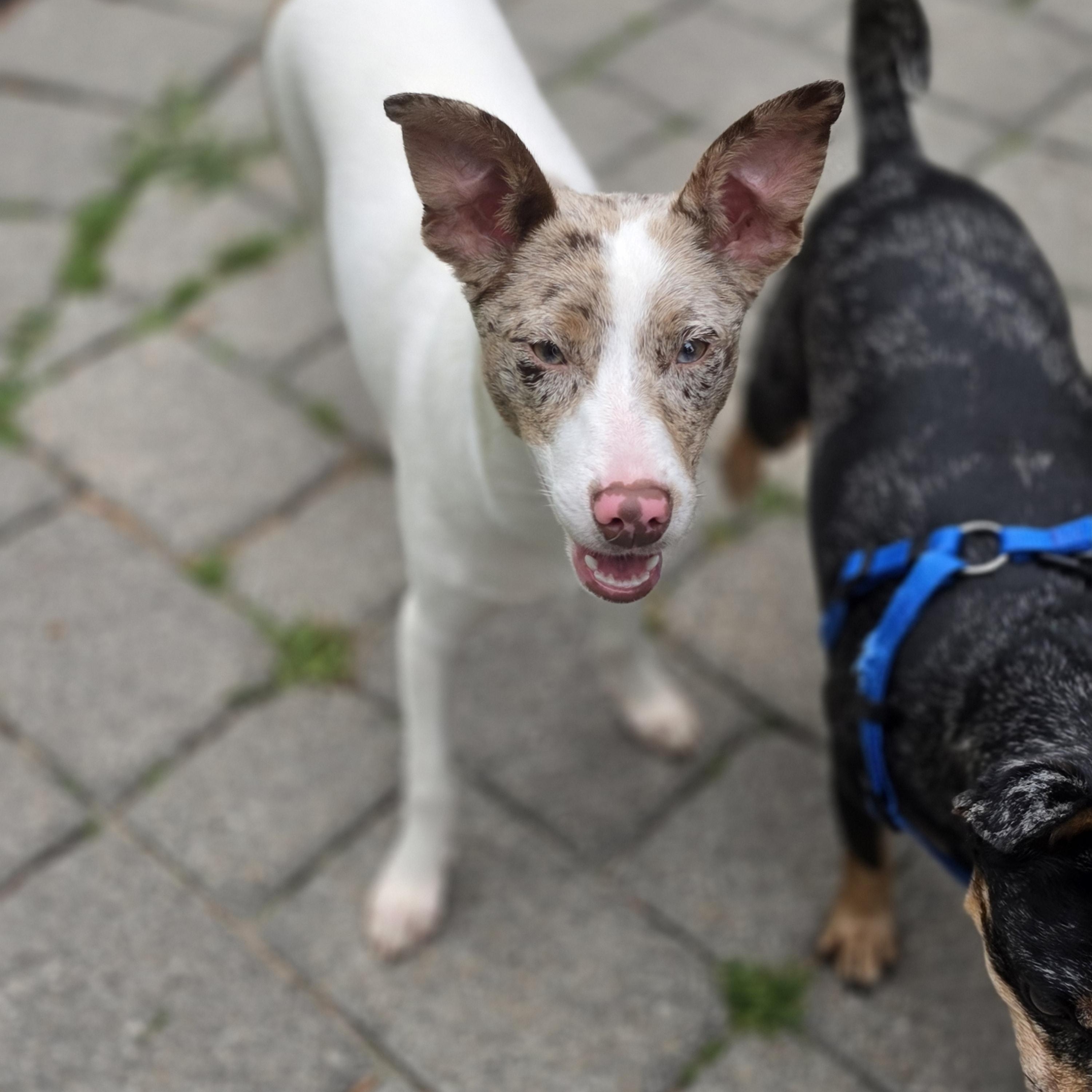 Enlarge Zina, a Adoptable mixed breed in Blairstown, NJ image 3/6
