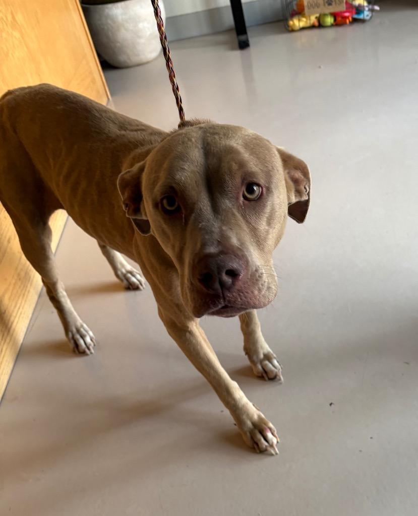 Enlarge Louise, a Adoptable mixed breed in Belton, TX image 1/1