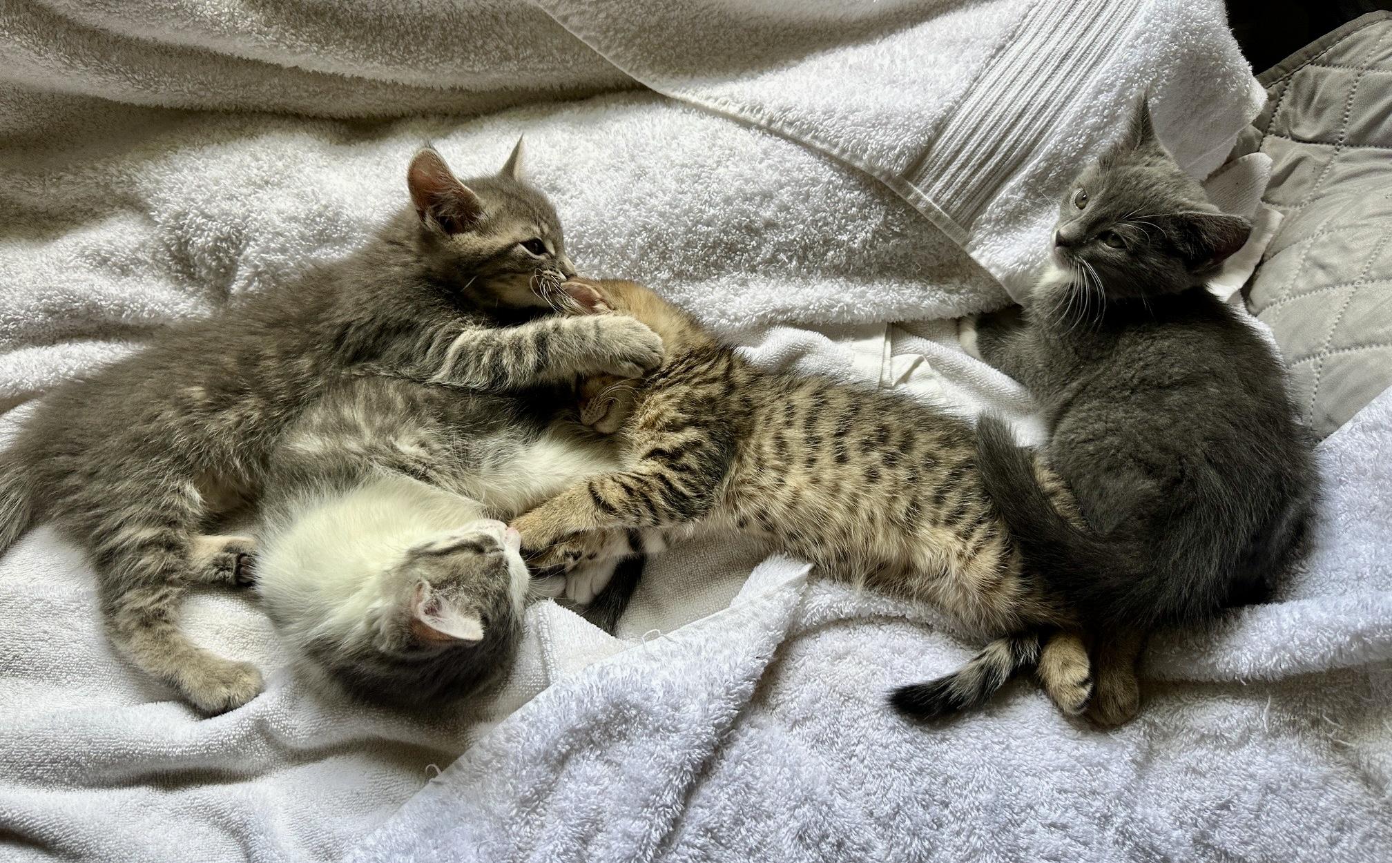 The Swiftie Kittens, Adoptable, Kitten Male Russian Blue & Domestic Medium Hair.