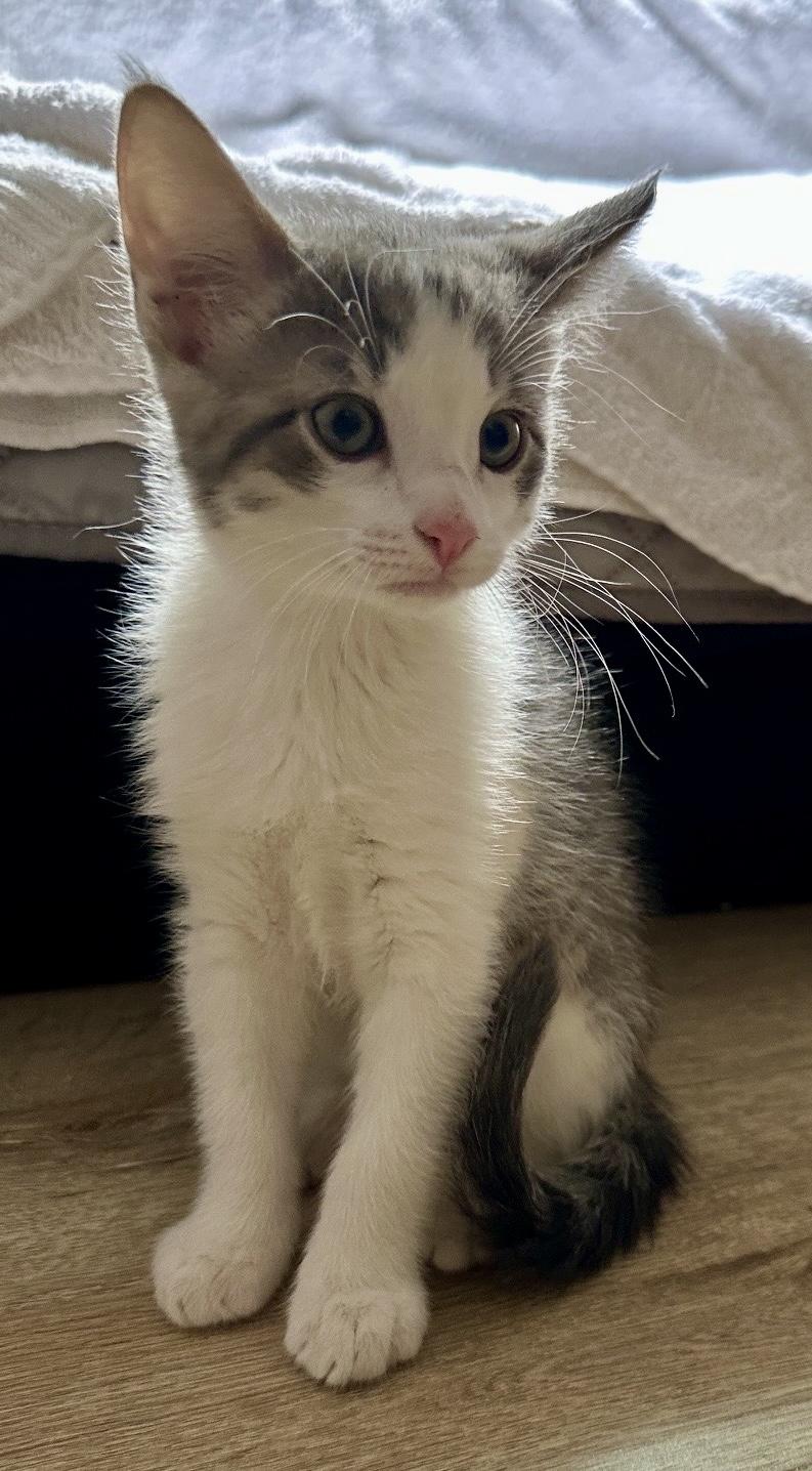 Enlarge The Swiftie Kittens, a Adoptable mixed breed in San Juan Capistrano, CA image 3/5