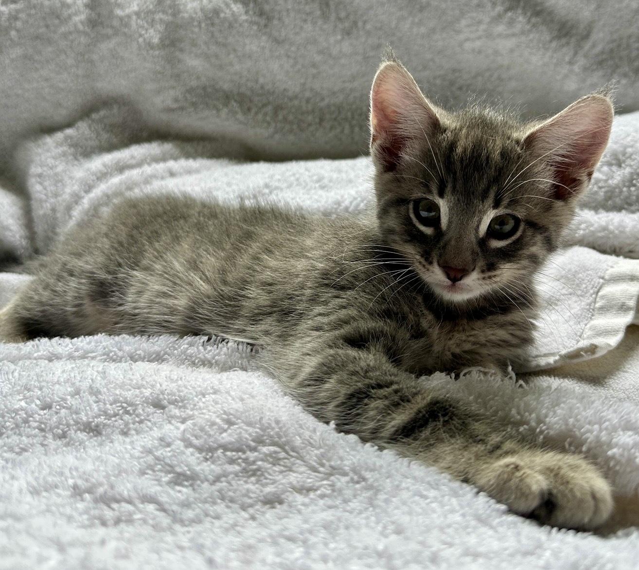 Enlarge The Swiftie Kittens, a Adoptable mixed breed in San Juan Capistrano, CA image 4/5