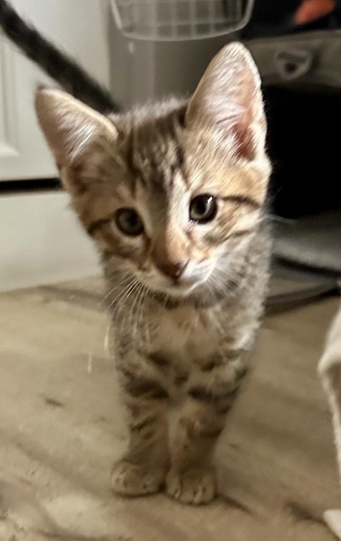 Enlarge The Swiftie Kittens, a Adoptable mixed breed in San Juan Capistrano, CA image 2/5