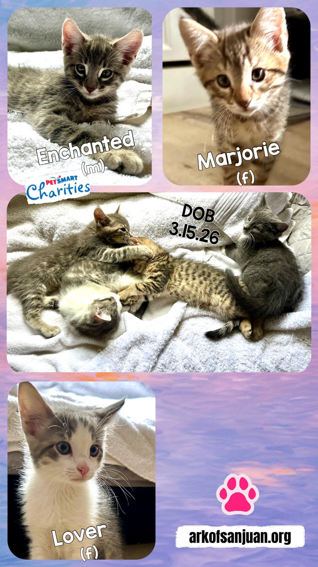 Enlarge The Swiftie Kittens, a Adoptable mixed breed in San Juan Capistrano, CA image 5/5