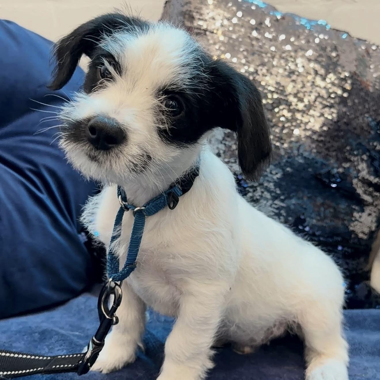 Enlarge Jack, an adopted Mixed Breed in Yaphank, NY image 5/6