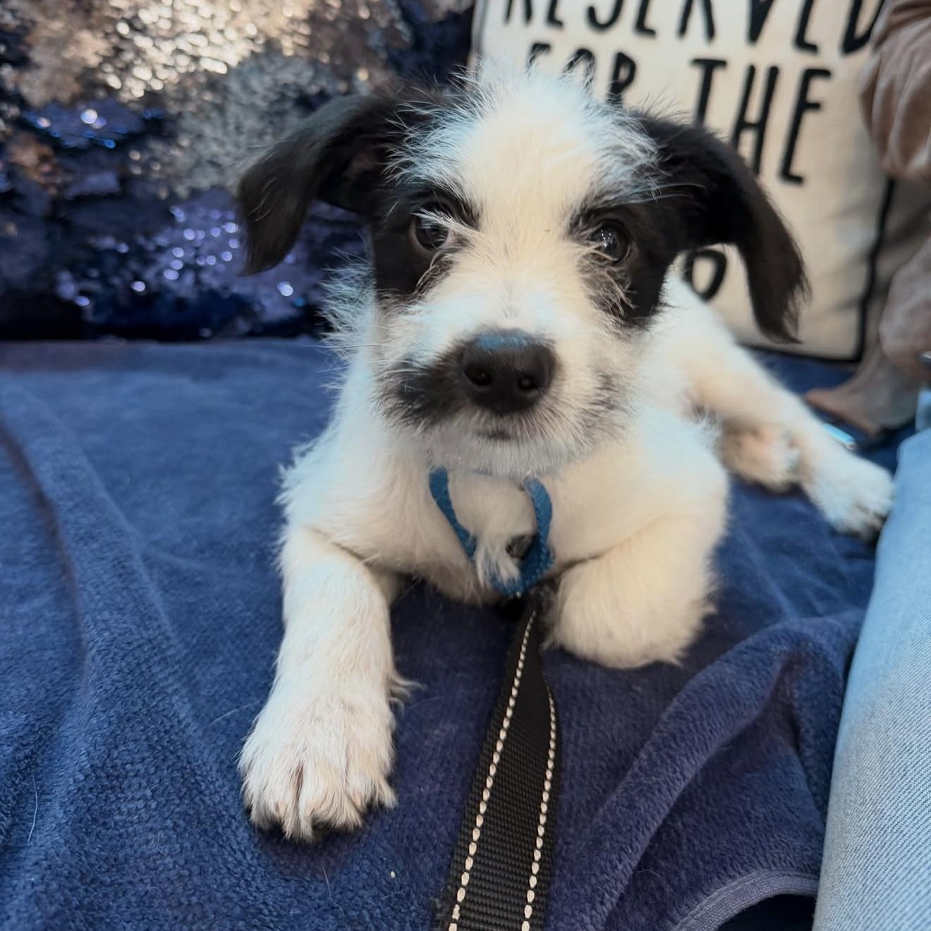 Enlarge Jack, an adopted Mixed Breed in Yaphank, NY image 6/6