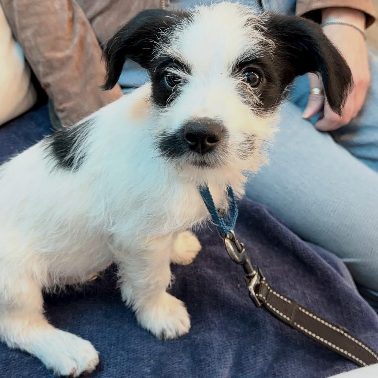 Enlarge Jack, an adopted Mixed Breed in Yaphank, NY image 4/6