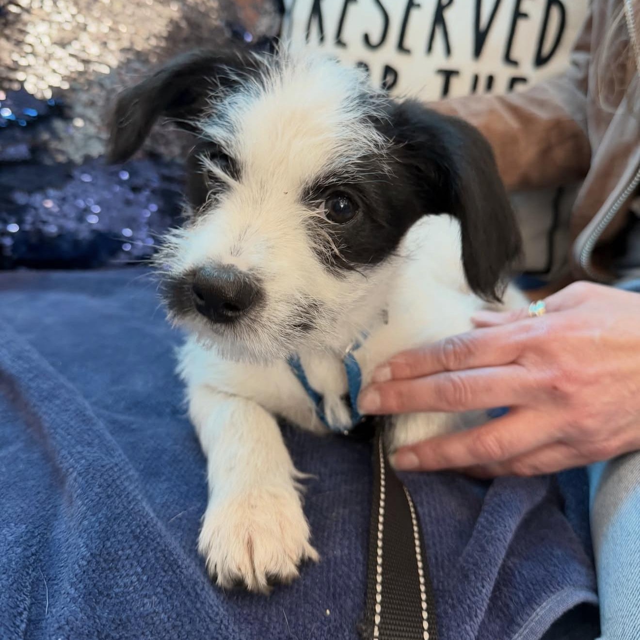 Enlarge Jack, an adopted Mixed Breed in Yaphank, NY image 3/6