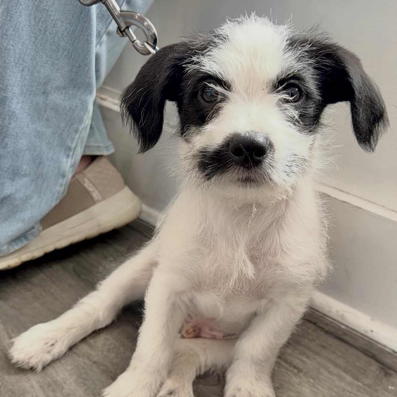 Enlarge Jack, an adopted Mixed Breed in Yaphank, NY image 1/6