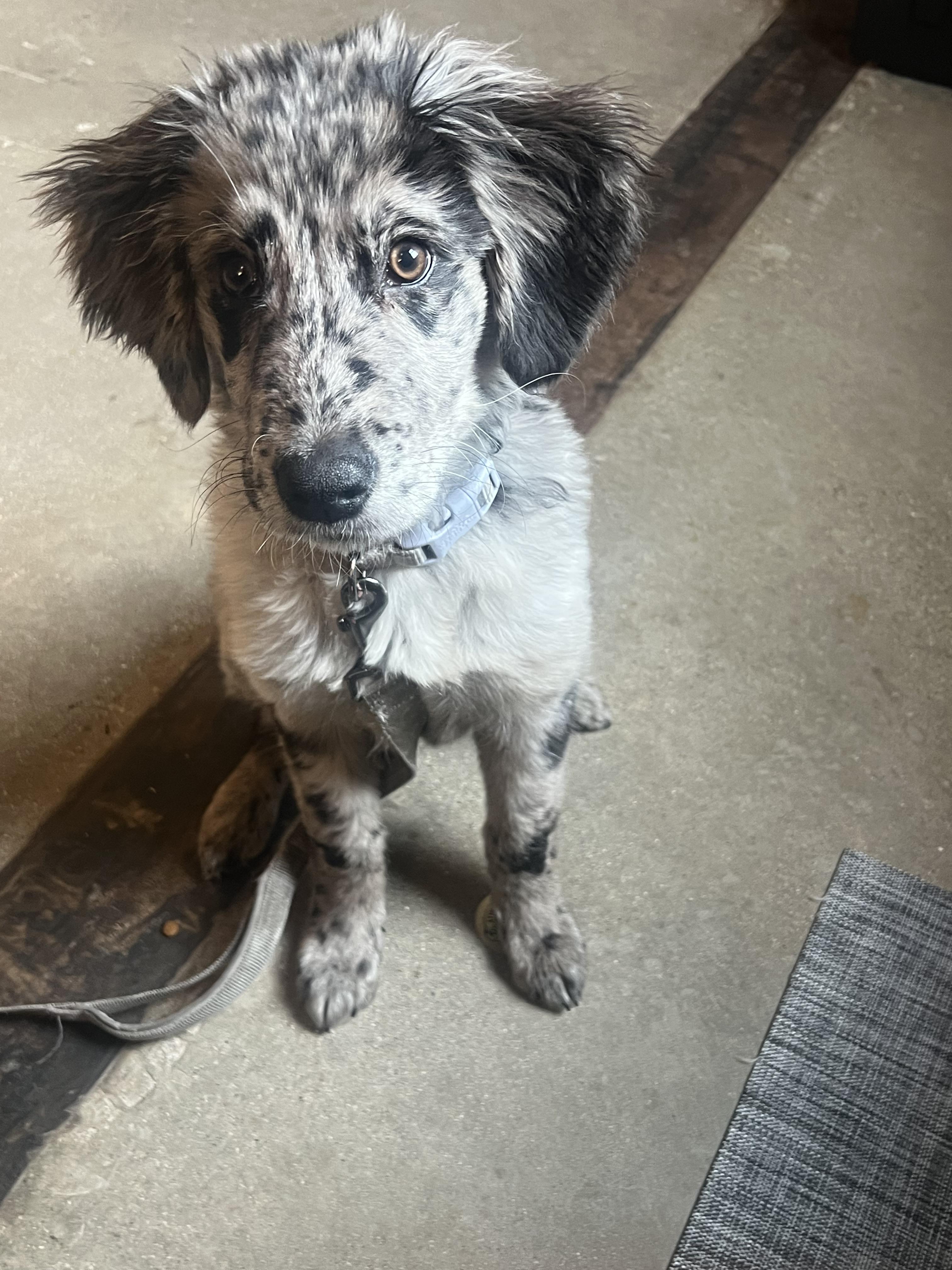 Enlarge Baxtor, an adopted mixed breed in Hales corners, WI image 2/4