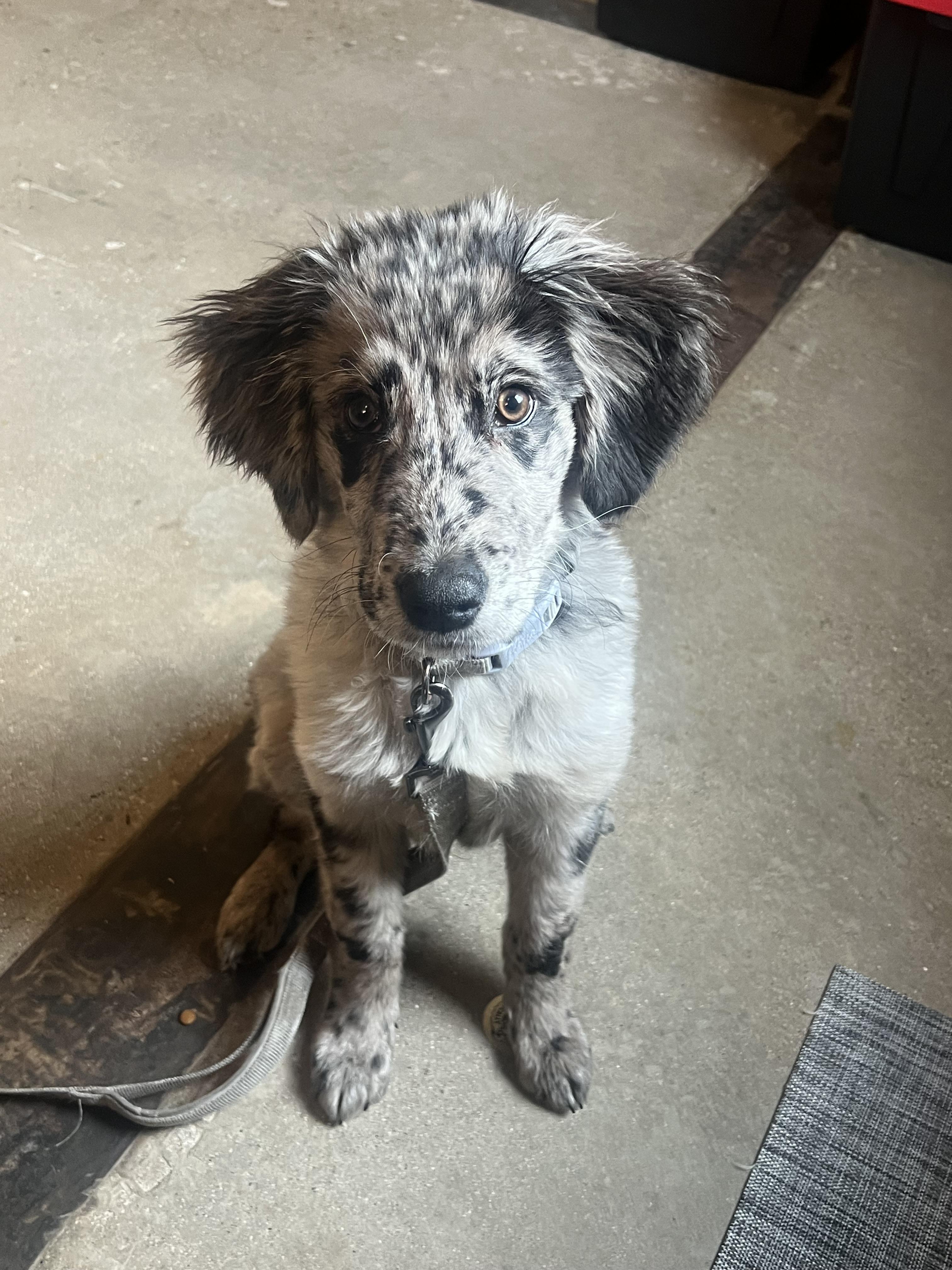 Enlarge Baxtor, an adopted mixed breed in Hales corners, WI image 3/4