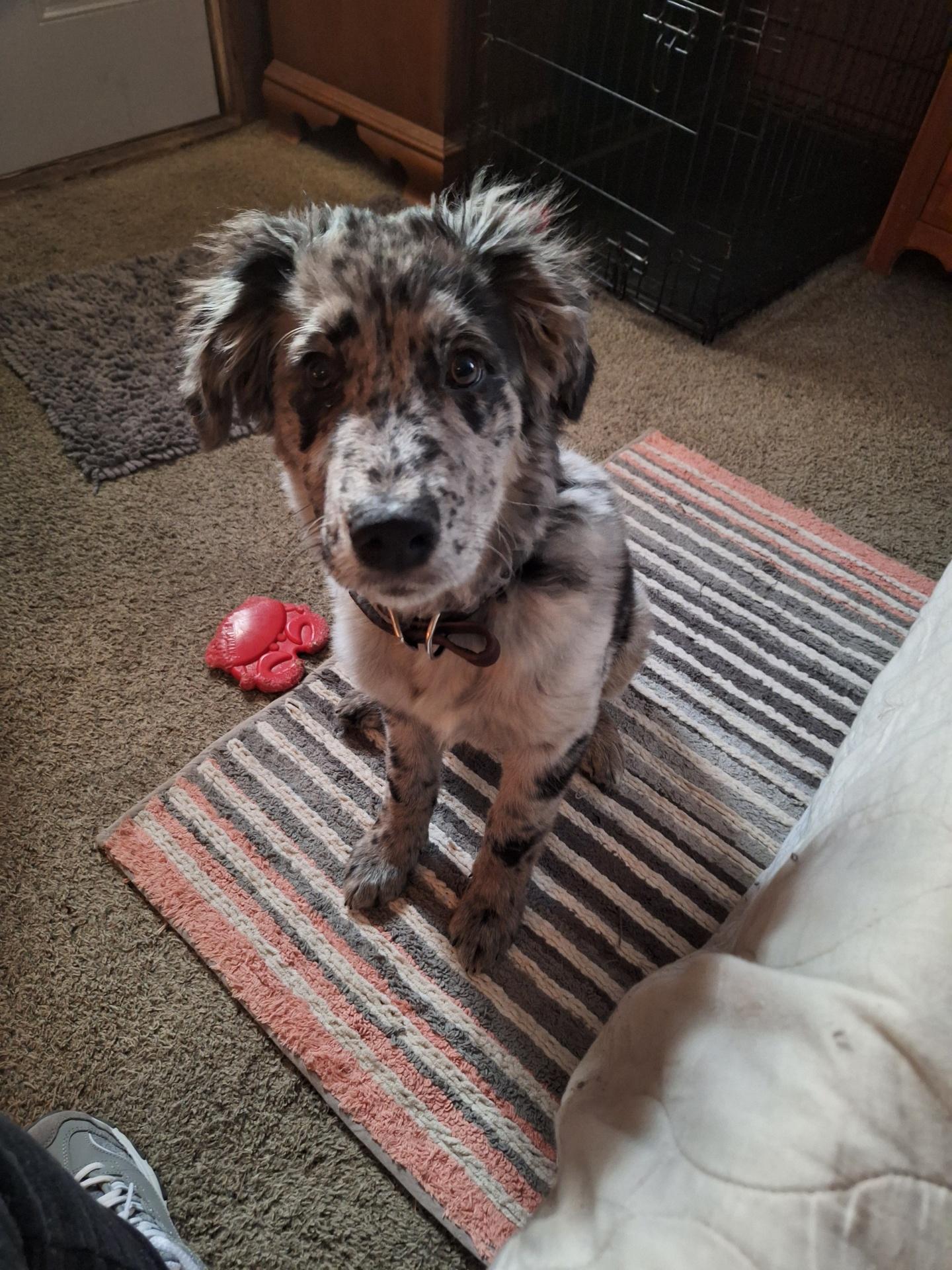 Baxtor, adopted, Puppy Male Australian Shepherd.
