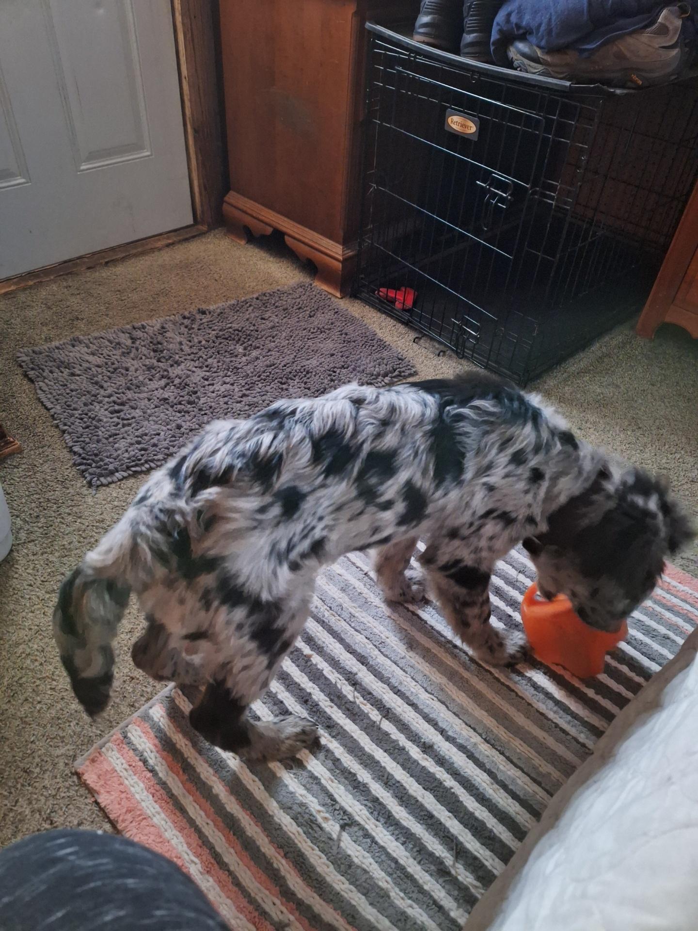 Enlarge Baxtor, an adopted mixed breed in Hales corners, WI image 4/4