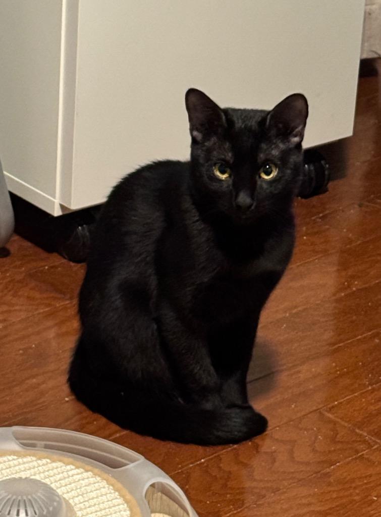 Marla, Adoptable, Young Female Domestic Short Hair.