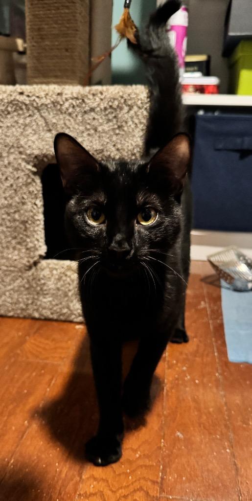 Enlarge Marla, a Adoptable mixed breed in Newnan, GA image 2/6