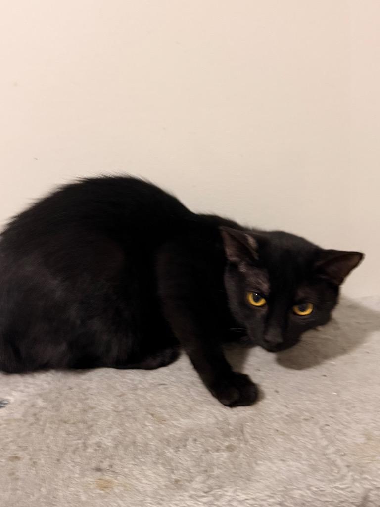 Enlarge Marla, a Adoptable mixed breed in Newnan, GA image 3/6