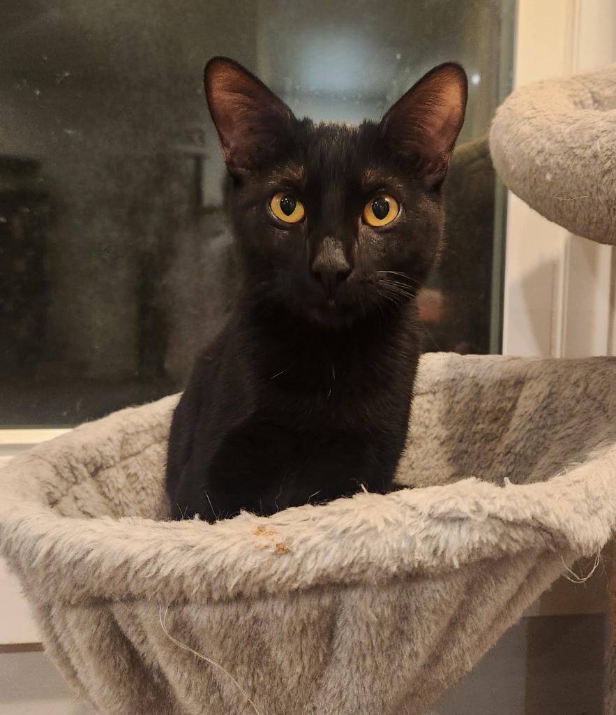 Enlarge Marla, a Adoptable mixed breed in Newnan, GA image 4/6