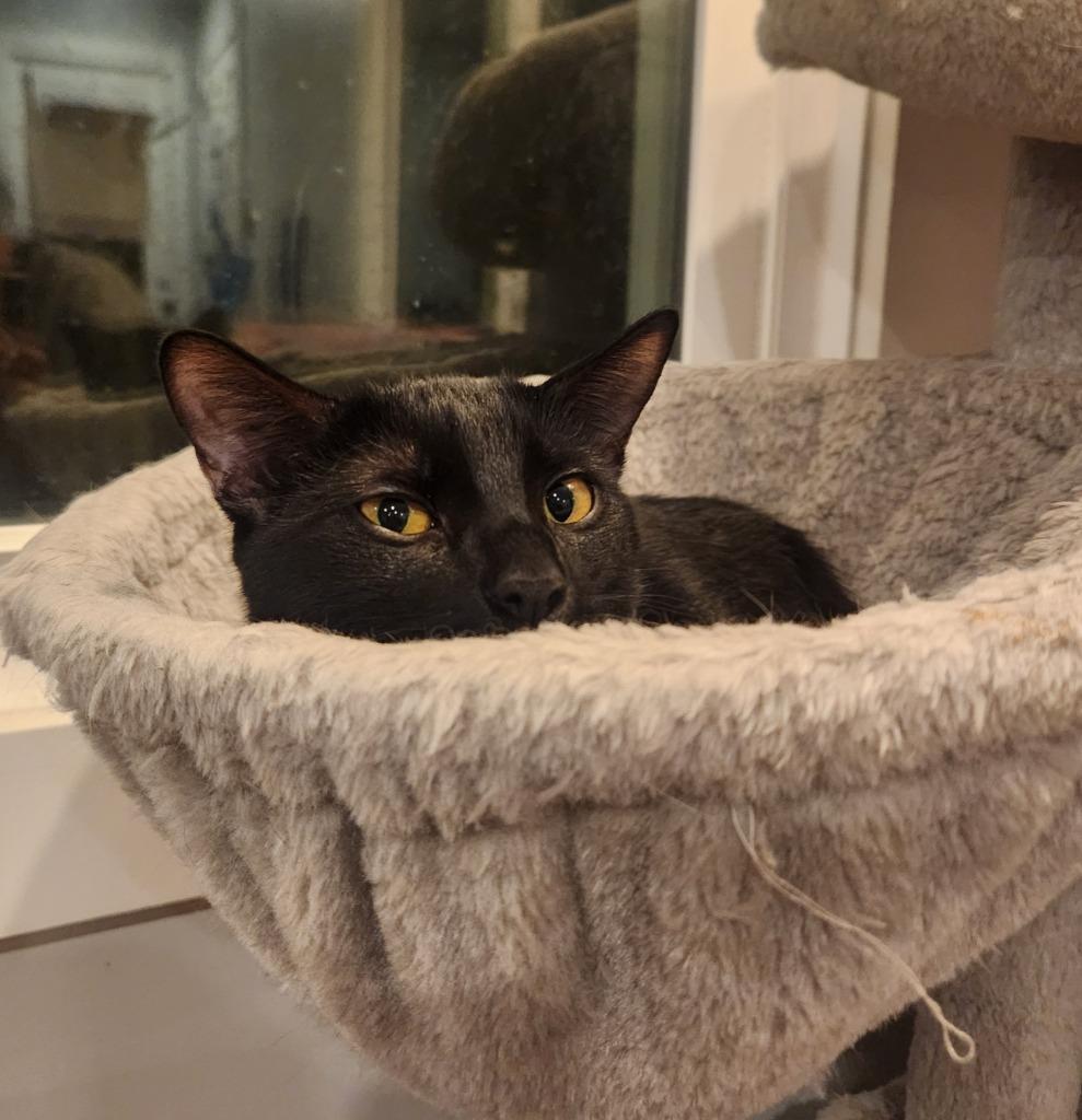 Enlarge Marla, a Adoptable mixed breed in Newnan, GA image 5/6