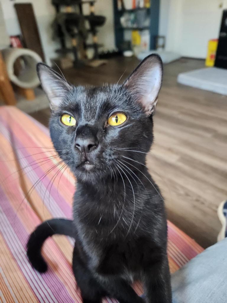 Enlarge Marla, a Adoptable mixed breed in Newnan, GA image 6/6