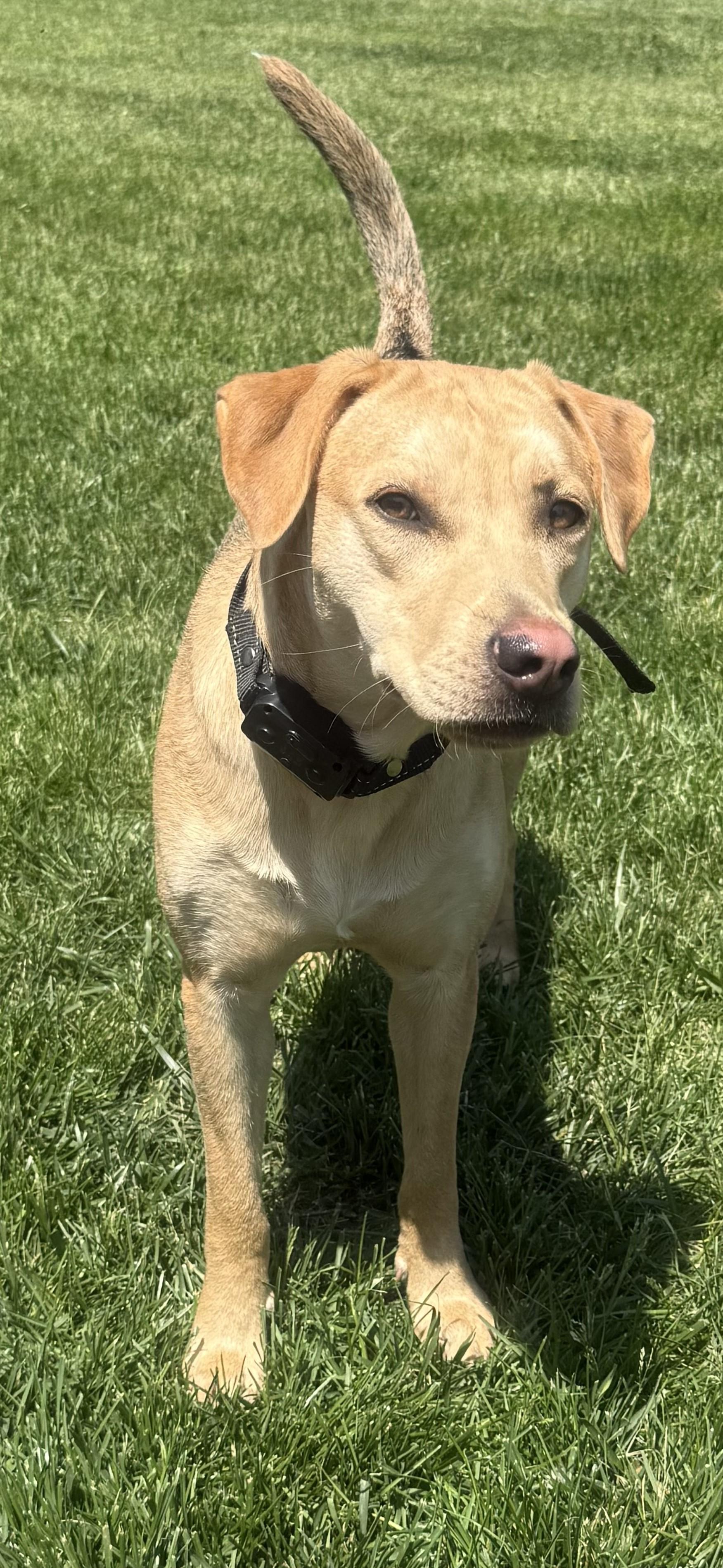 Zoey photo 2