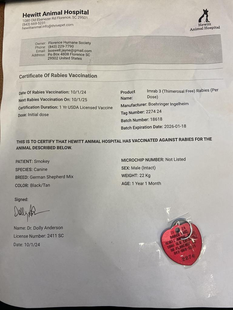 Enlarge SMOKEY, a Adoptable mixed breed in Florence, SC image 1/4