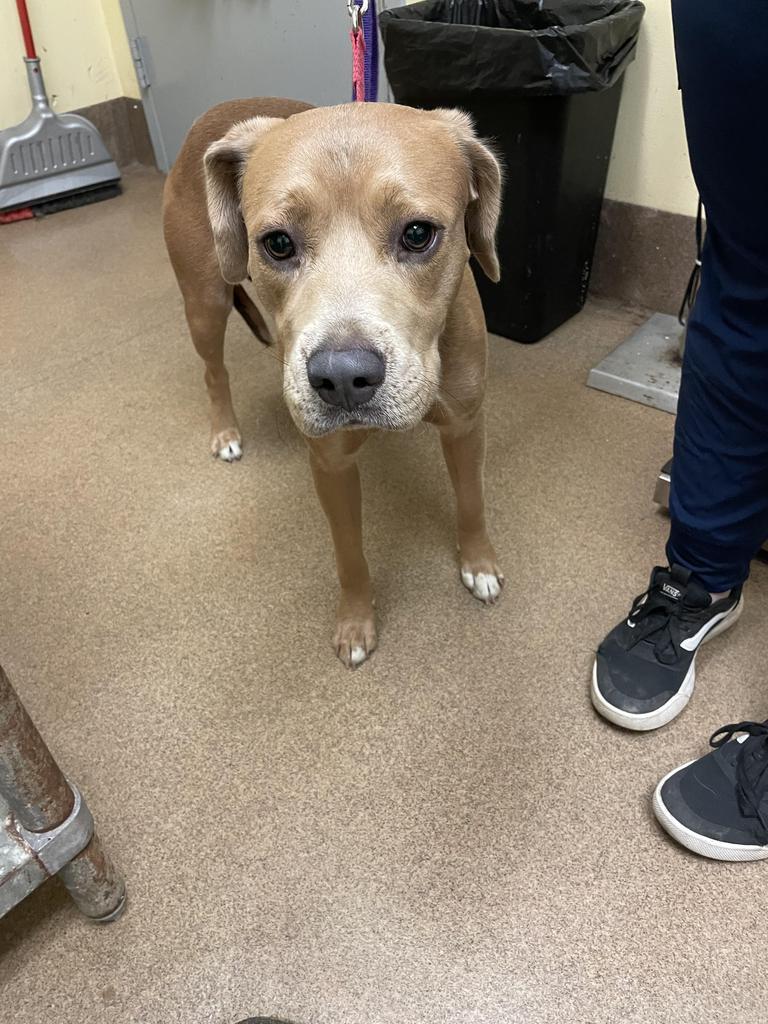 Enlarge SMOKEY, a Adoptable mixed breed in Florence, SC image 2/4