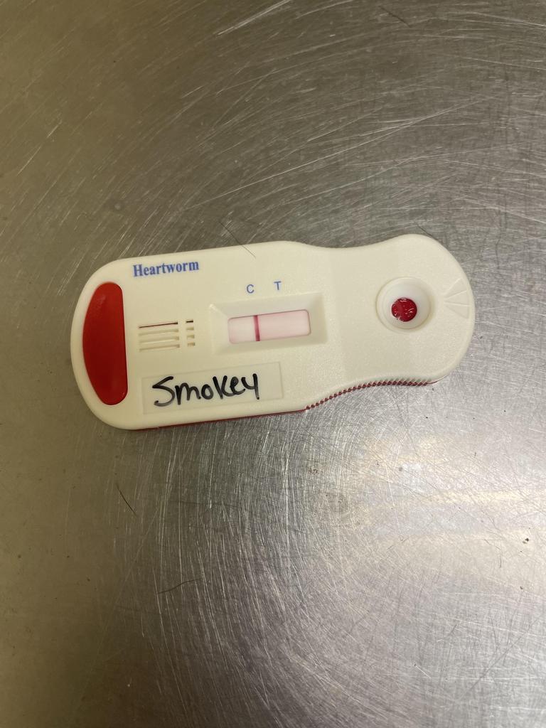 SMOKEY, Adoptable, Adult Male Mixed Breed.