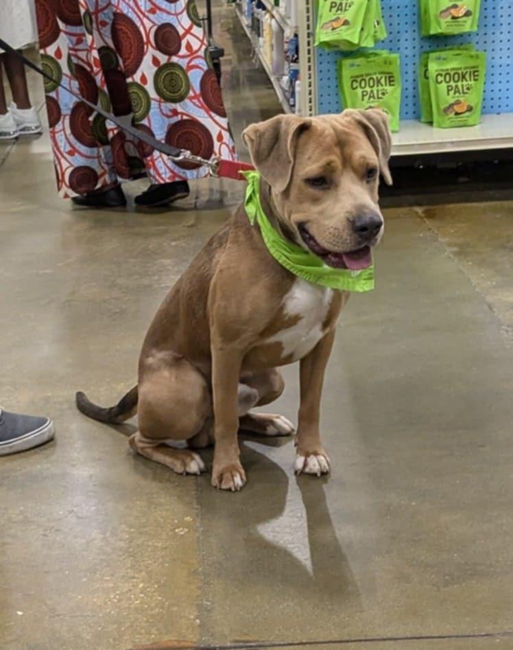 Enlarge SMOKEY, a Adoptable mixed breed in Florence, SC image 4/4