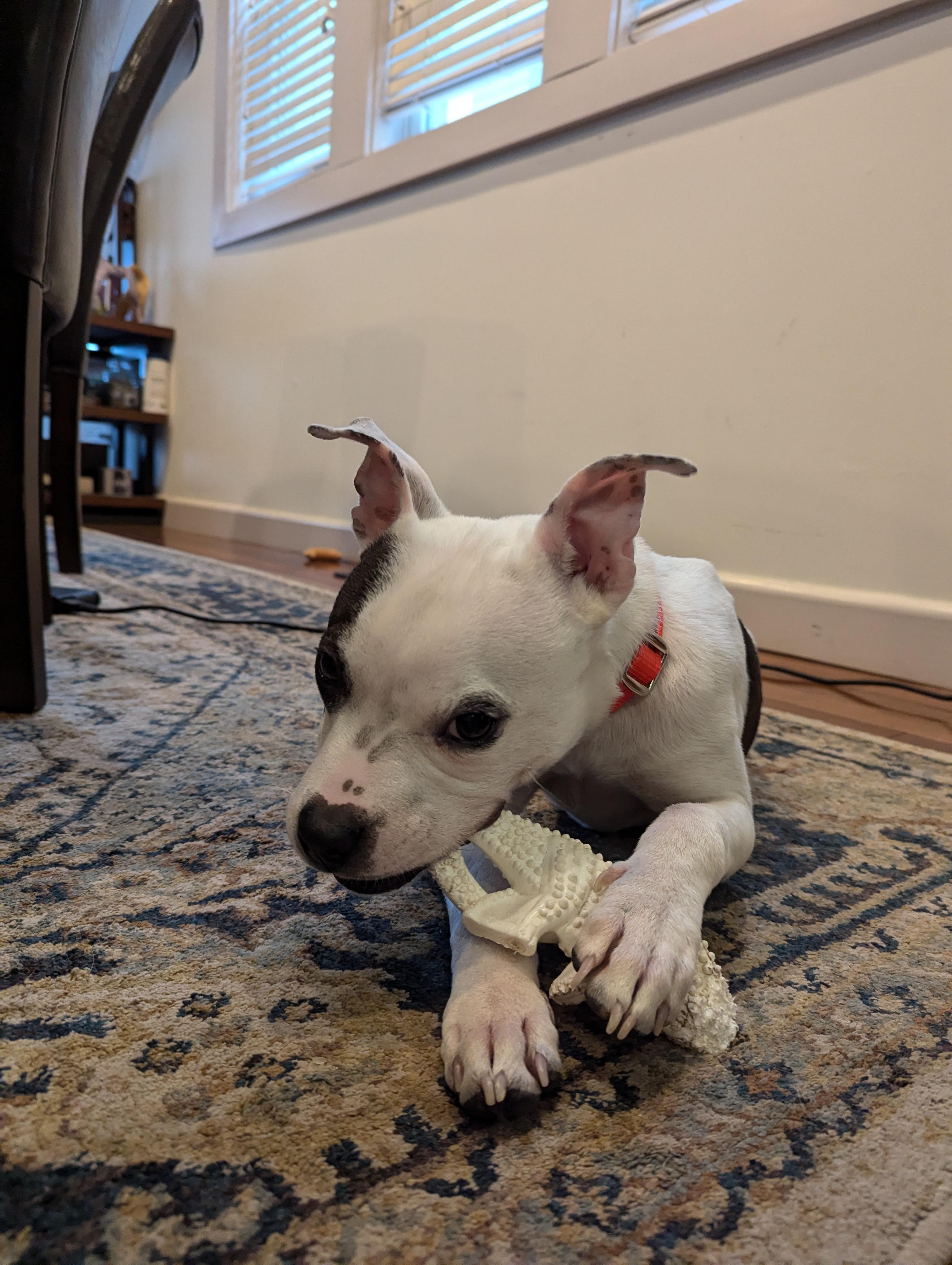 Prospero, Adoptable, Young Male Terrier & Boxer.