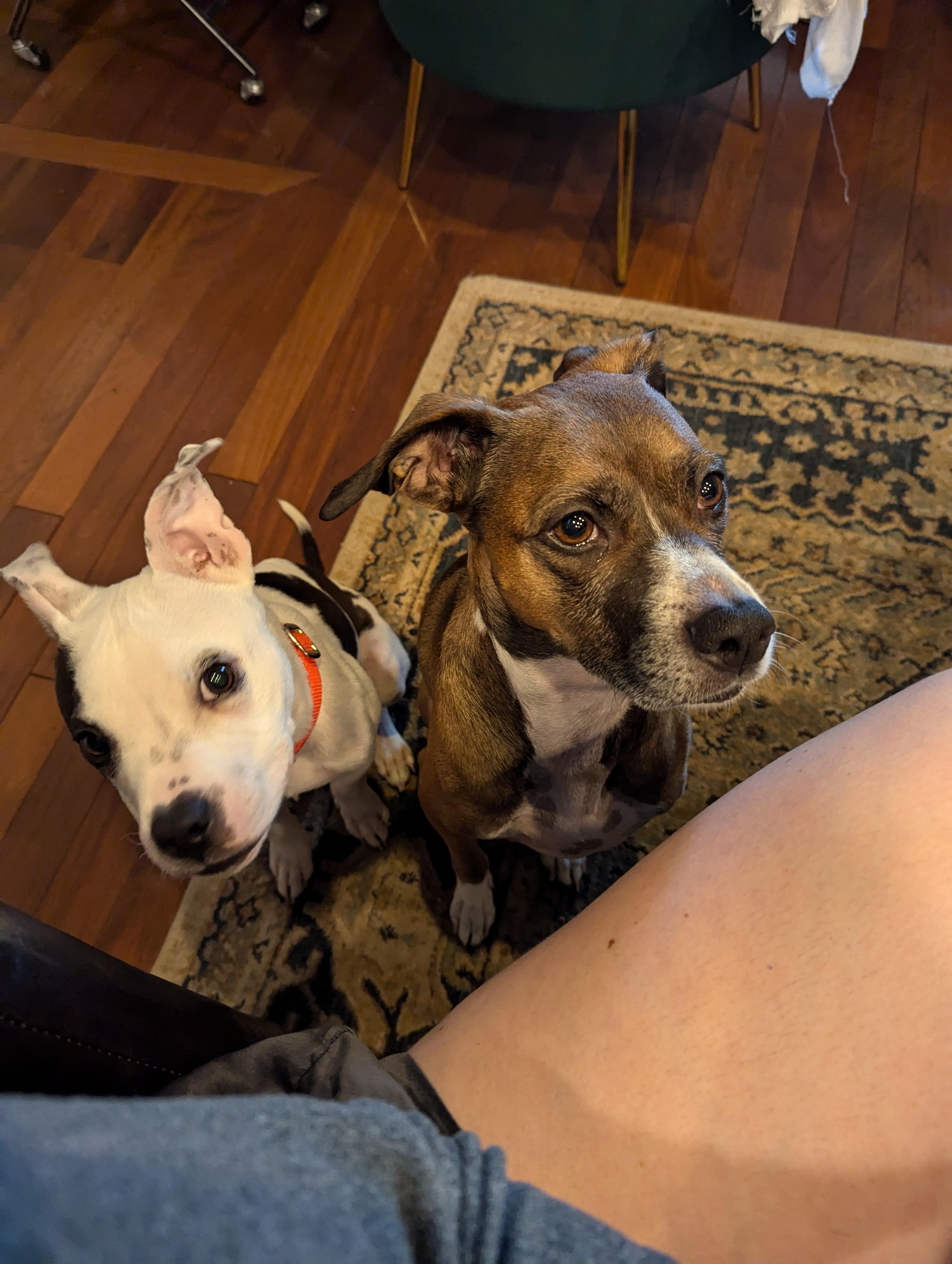 Prospero, a Adoptable mixed breed in Whitestown, IN image 2/5