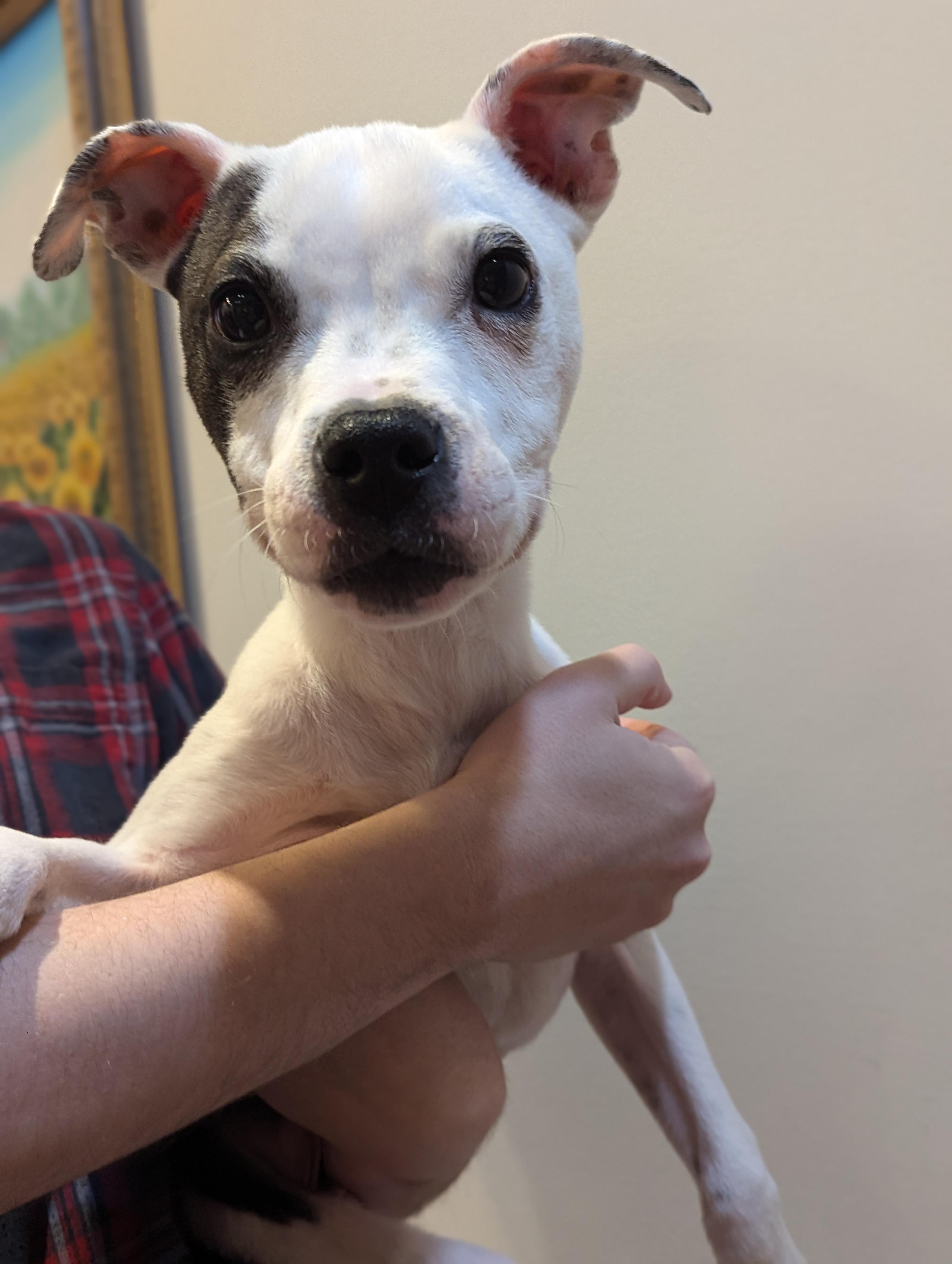 Prospero, a Adoptable mixed breed in Whitestown, IN image 3/5