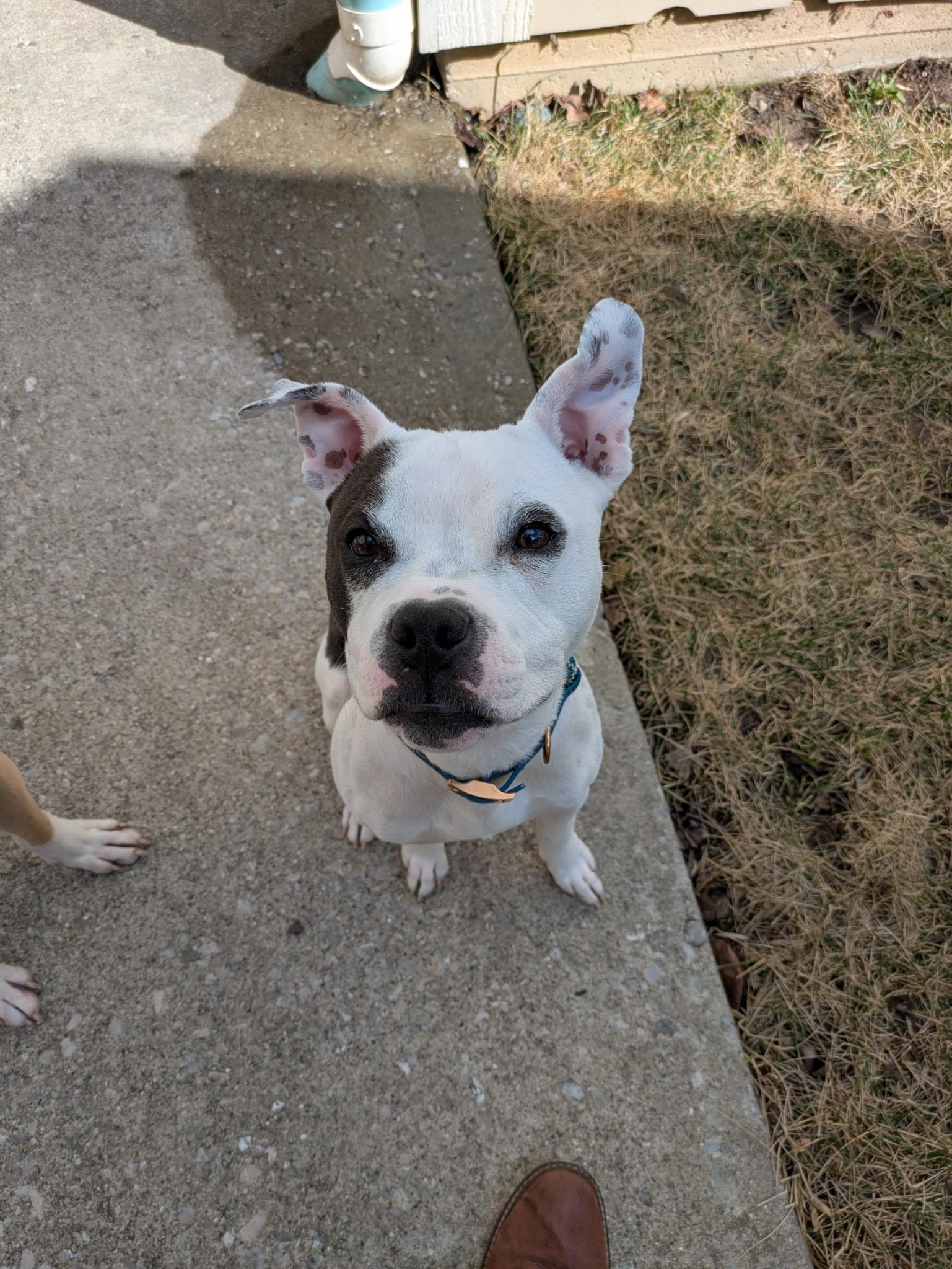 Prospero, a Adoptable mixed breed in Whitestown, IN image 4/5