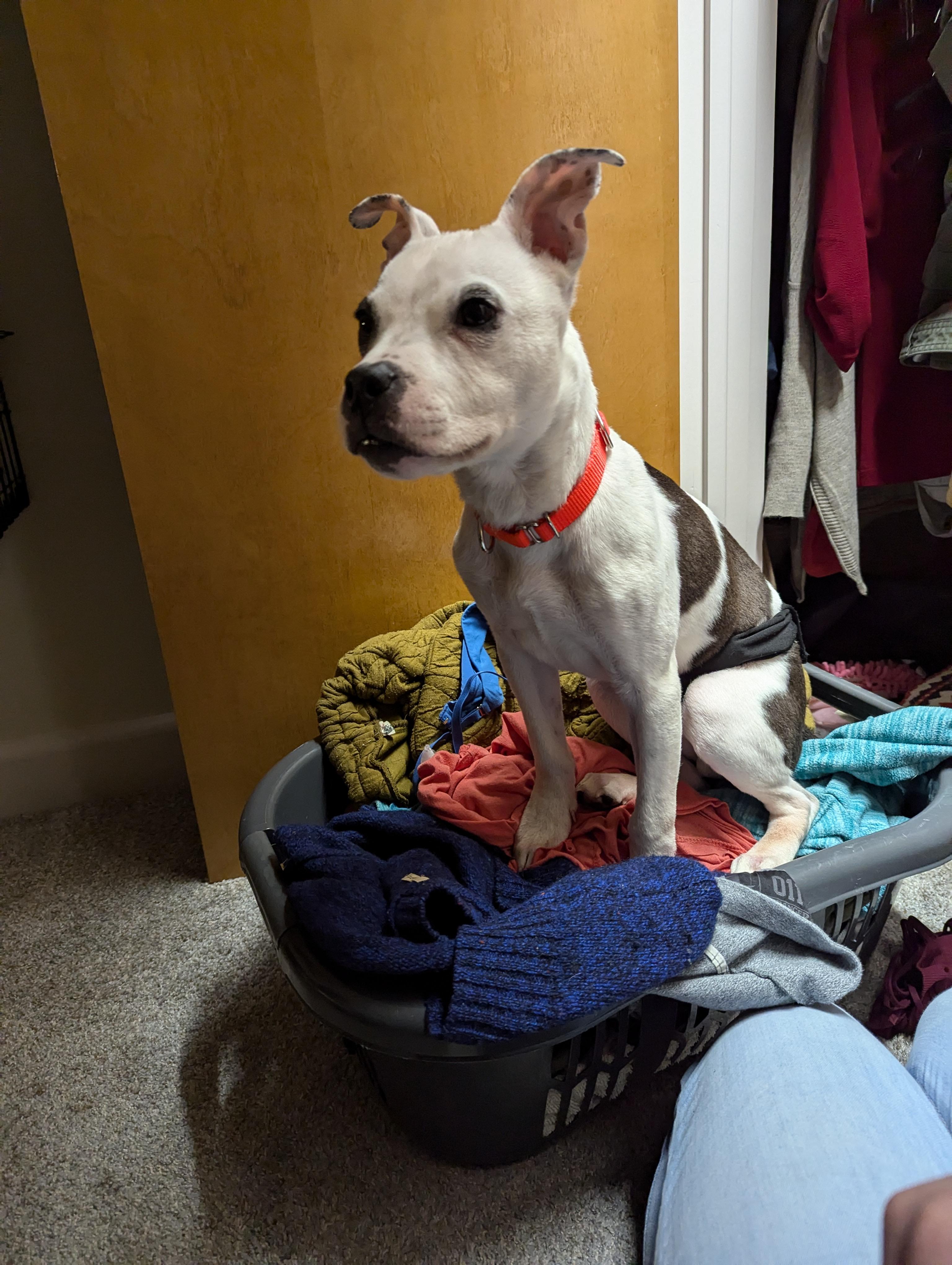 Prospero, a Adoptable mixed breed in Whitestown, IN image 5/5