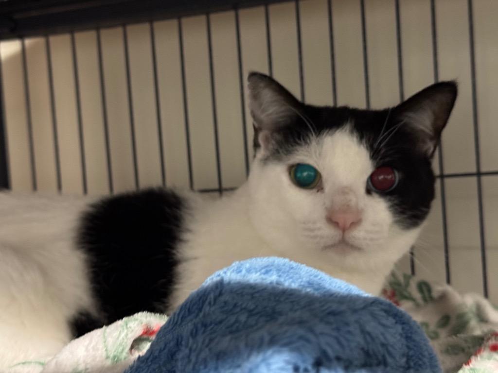 Mesha, Adopted, Senior Female Domestic Short Hair.