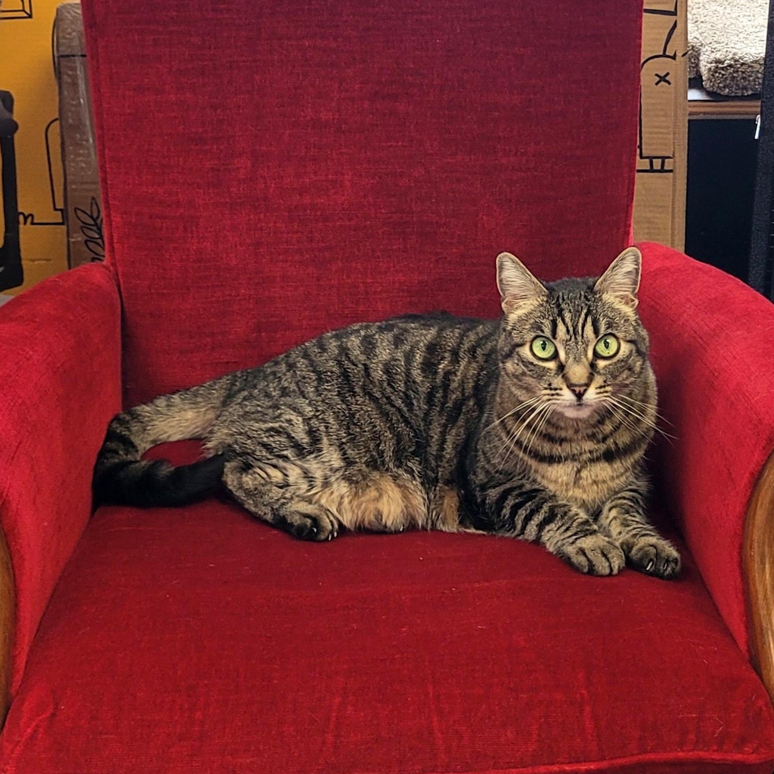 Enlarge Gretel, a Adoptable Domestic Short Hair in Eugene, OR image 2/6