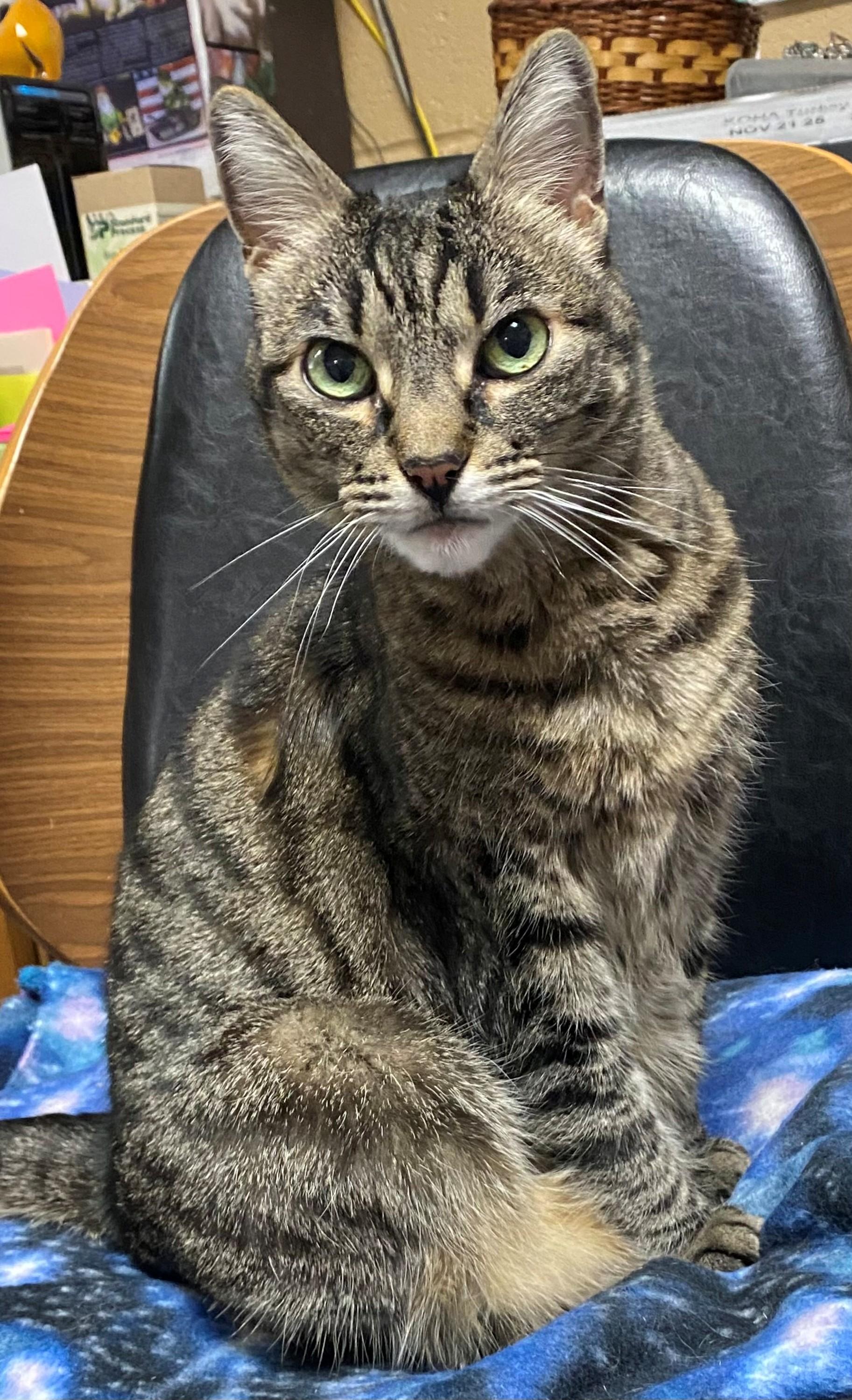 Enlarge Gretel, a Adoptable Domestic Short Hair in Eugene, OR image 4/6