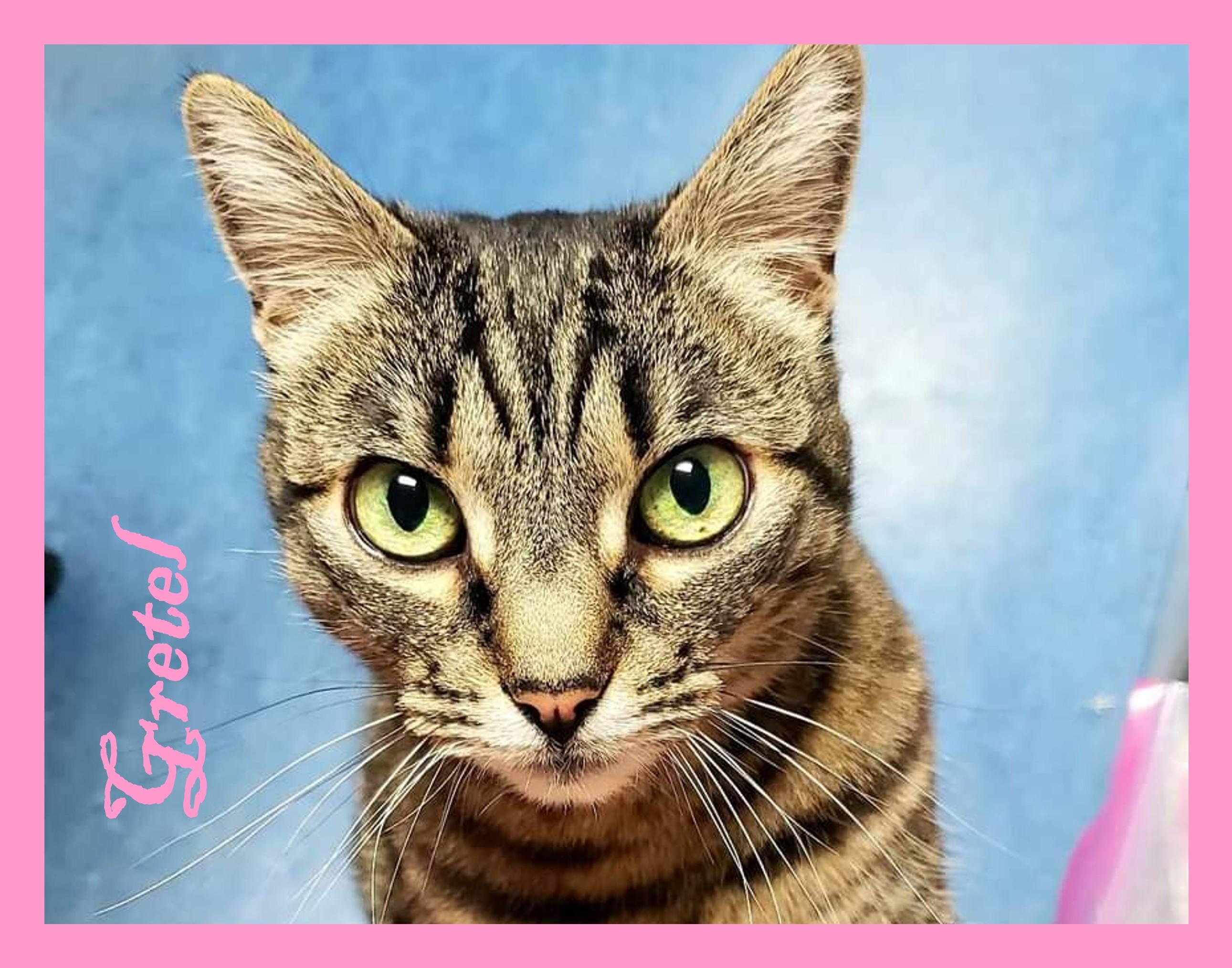 Enlarge Gretel, a Adoptable Domestic Short Hair in Eugene, OR image 1/6
