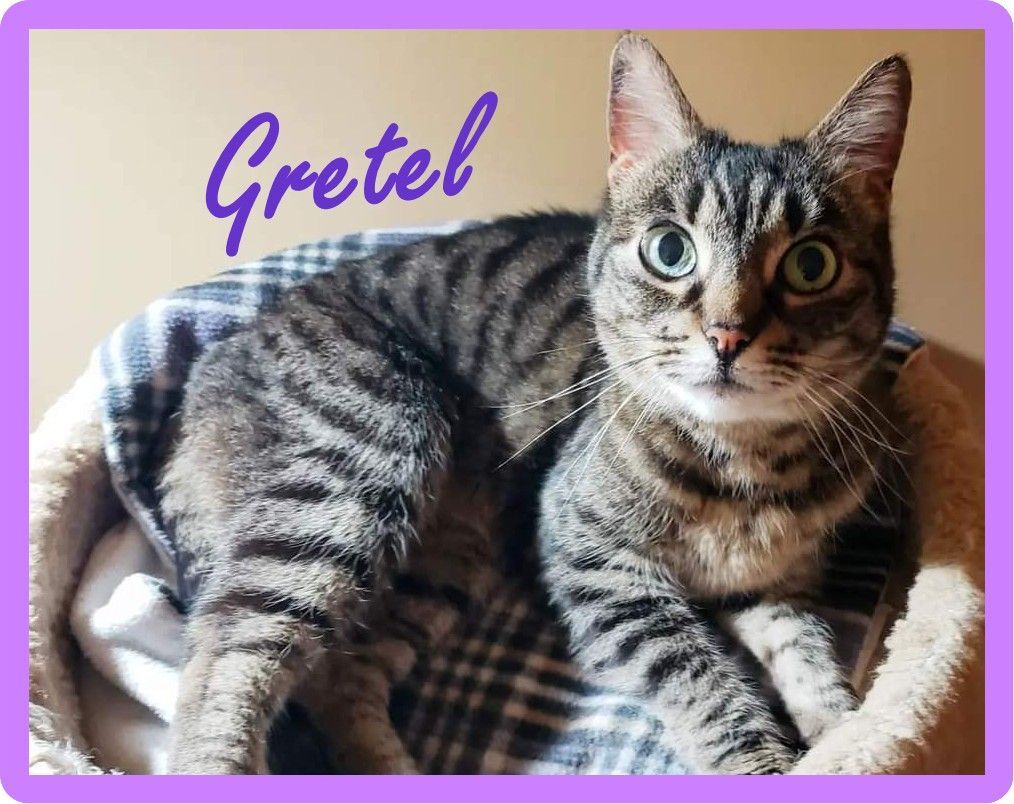 Enlarge Gretel, a Adoptable Domestic Short Hair in Eugene, OR image 3/6