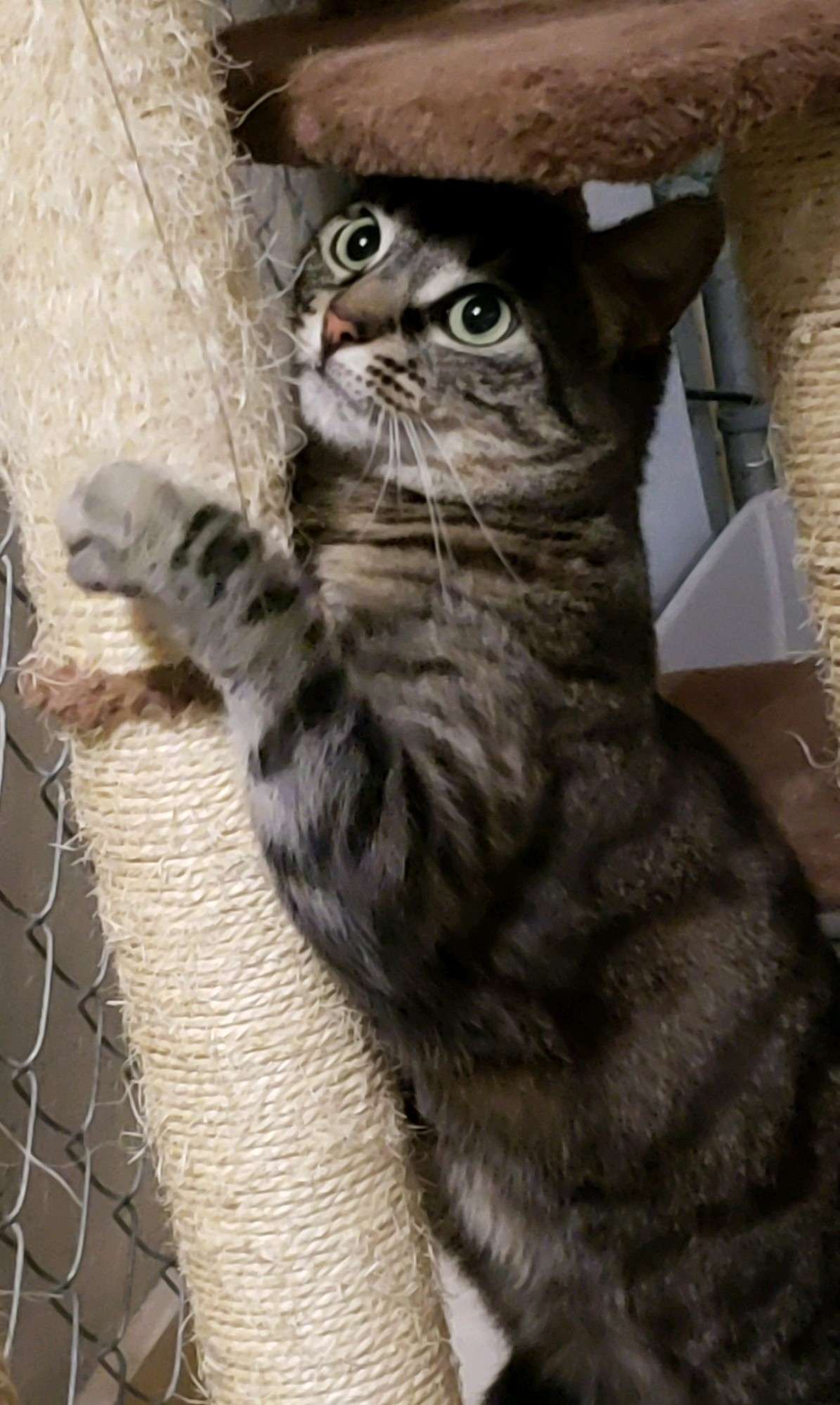 Enlarge Gretel, a Adoptable Domestic Short Hair in Eugene, OR image 5/6