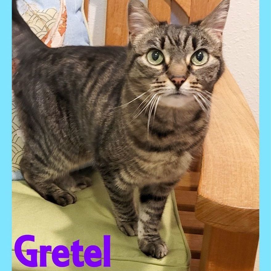 Enlarge Gretel, a Adoptable Domestic Short Hair in Eugene, OR image 6/6