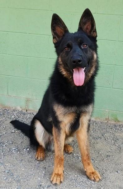 Griz, adoptable, Young Male German Shepherd Dog.