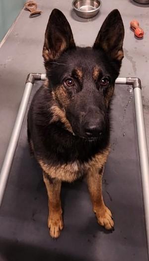 Griz, ADOPTABLE, Young Male German Shepherd Dog.